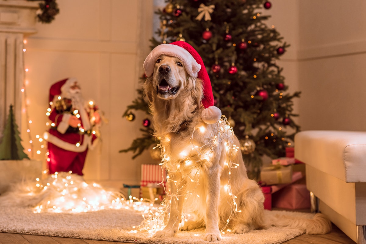 Dog Christmas Tree Sweater